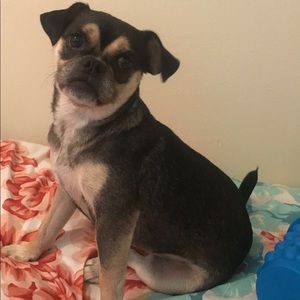 Meet your Posher, Diana